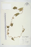 白花牽牛藏品圖，第1張