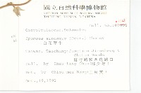 白花牽牛藏品圖，第2張