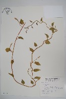 落葵藏品圖，第1張