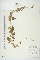 白花牽牛藏品圖，第1張