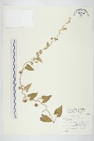 白花牽牛藏品圖，第1張