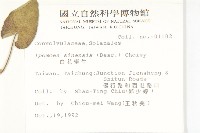 白花牽牛藏品圖，第2張