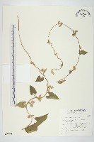 白花牽牛藏品圖，第1張