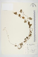 野牽牛藏品圖，第1張