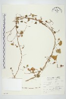 野牽牛藏品圖，第1張