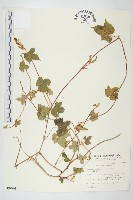 碗仔花藏品圖，第1張