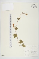 碗仔花藏品圖，第1張