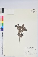 高山越橘藏品圖，第1張