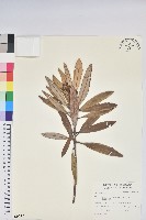 臺灣杜鵑藏品圖，第1張