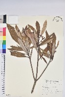 臺灣杜鵑藏品圖，第1張