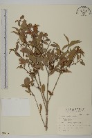 福建賽衛矛、福建假衛矛藏品圖，第1張