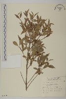 福建賽衛矛、福建假衛矛藏品圖，第1張