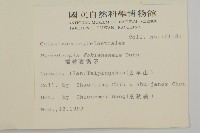 福建賽衛矛、福建假衛矛藏品圖，第2張