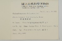 福建賽衛矛、福建假衛矛藏品圖，第2張