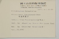 福建賽衛矛、福建假衛矛藏品圖，第2張