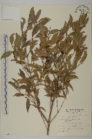 福建賽衛矛、福建假衛矛藏品圖，第1張