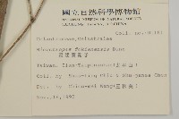 福建賽衛矛、福建假衛矛藏品圖，第2張