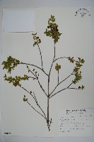 雲南冬青藏品圖，第1張