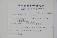 雲南冬青藏品圖，第2張