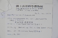 雲南冬青藏品圖，第2張