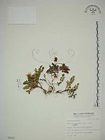 臺灣莓藏品圖，第1張