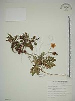 臺灣莓藏品圖，第1張