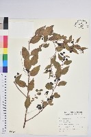 白珠樹藏品圖，第1張