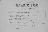 雲南冬青藏品圖，第2張