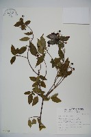 狹葉莢迷藏品圖，第1張