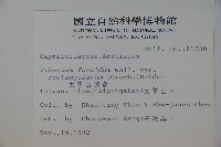 狹葉莢迷藏品圖，第2張