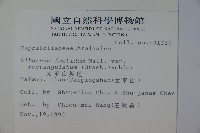 狹葉莢迷藏品圖，第2張