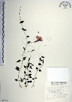 倒地蜈蚣、四角銅鑼藏品圖，第1張