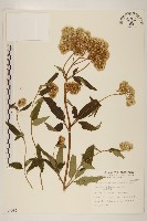 臺灣澤蘭藏品圖，第1張