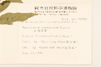 臺灣澤蘭藏品圖，第2張