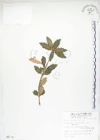 石吊蘭、吊石苣苔藏品圖，第1張