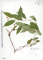 火炭母草、清飯藤藏品圖，第1張