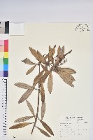 臺灣杜鵑藏品圖，第1張