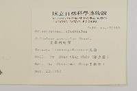 光果南蛇藤藏品圖，第2張