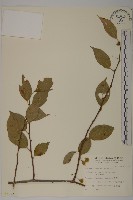 光果南蛇藤藏品圖，第1張