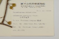 光果南蛇藤藏品圖，第2張