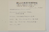 光果南蛇藤藏品圖，第2張