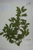 登錄號:S009066藏品圖，第1張