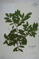 登錄號:S009067藏品圖，第1張