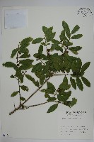 登錄號:S009068藏品圖，第1張