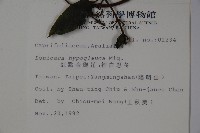 裡白忍冬、紅腺忍冬藏品圖，第2張