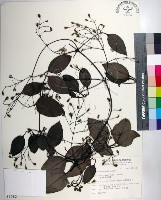 厚葉鐵線蓮藏品圖，第1張