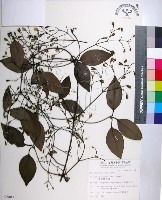 厚葉鐵線蓮藏品圖，第1張