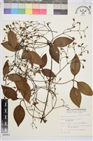 厚葉鐵線蓮藏品圖，第2張