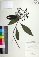 台北玉葉金花藏品圖，第1張