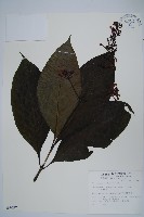 紅樓花藏品圖，第1張